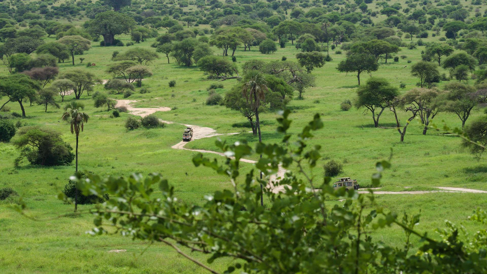 a green field with trees and vehicles