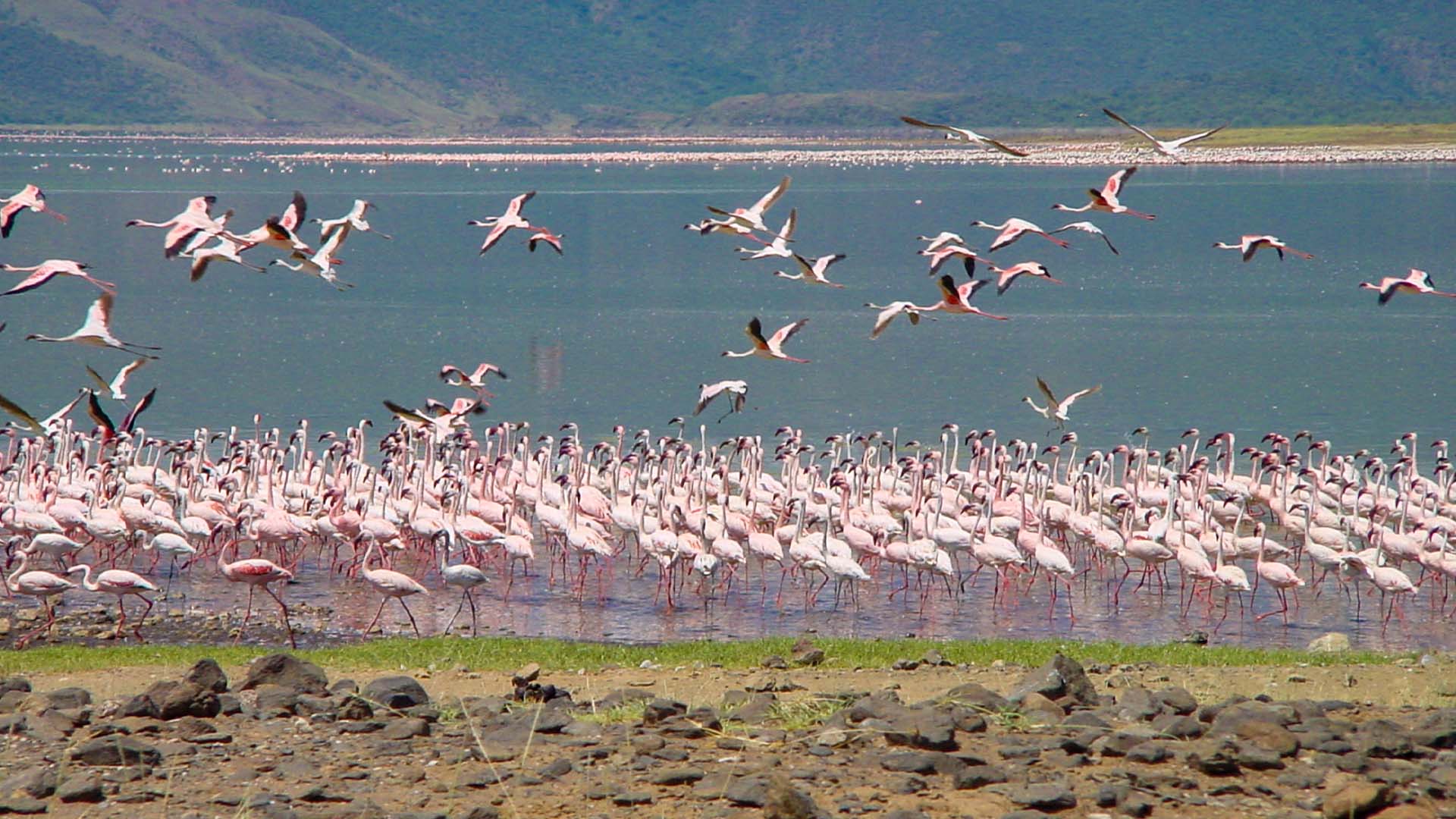 a group of flamingos in Lake Nakuru