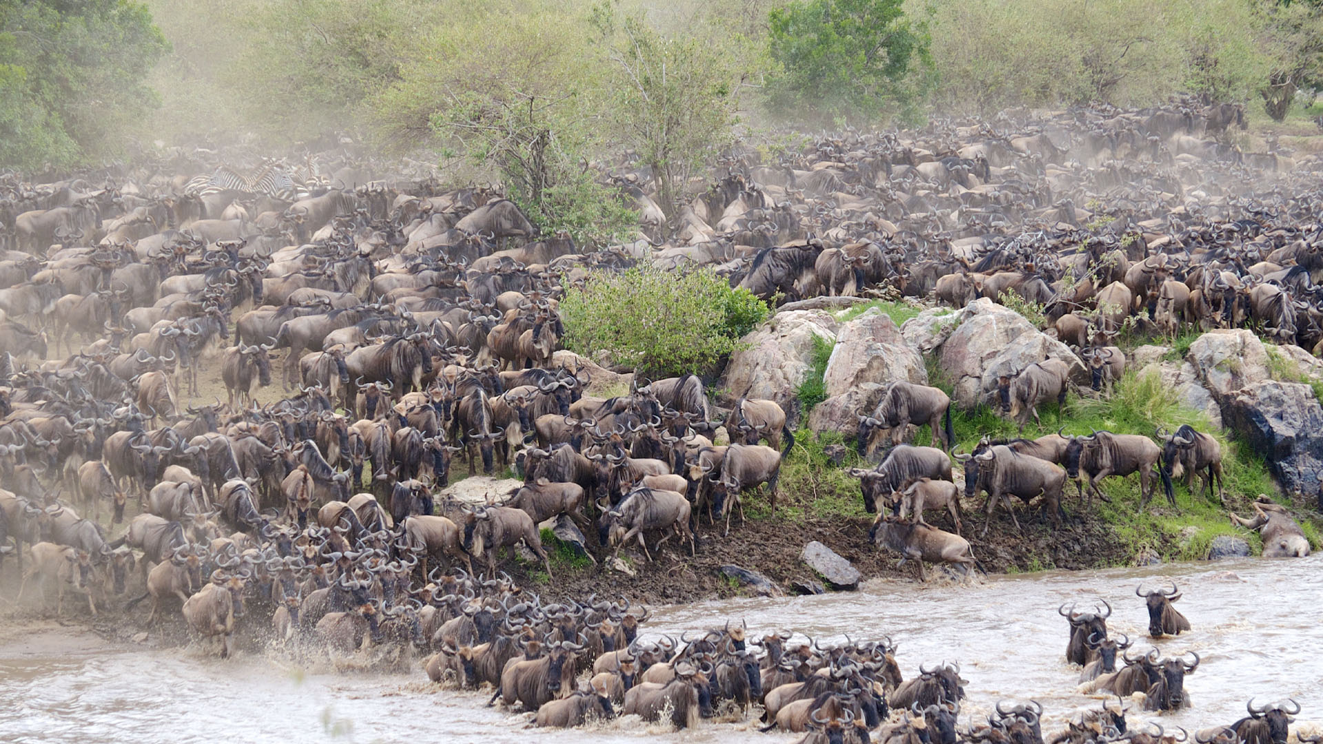 Serengeti Migration_