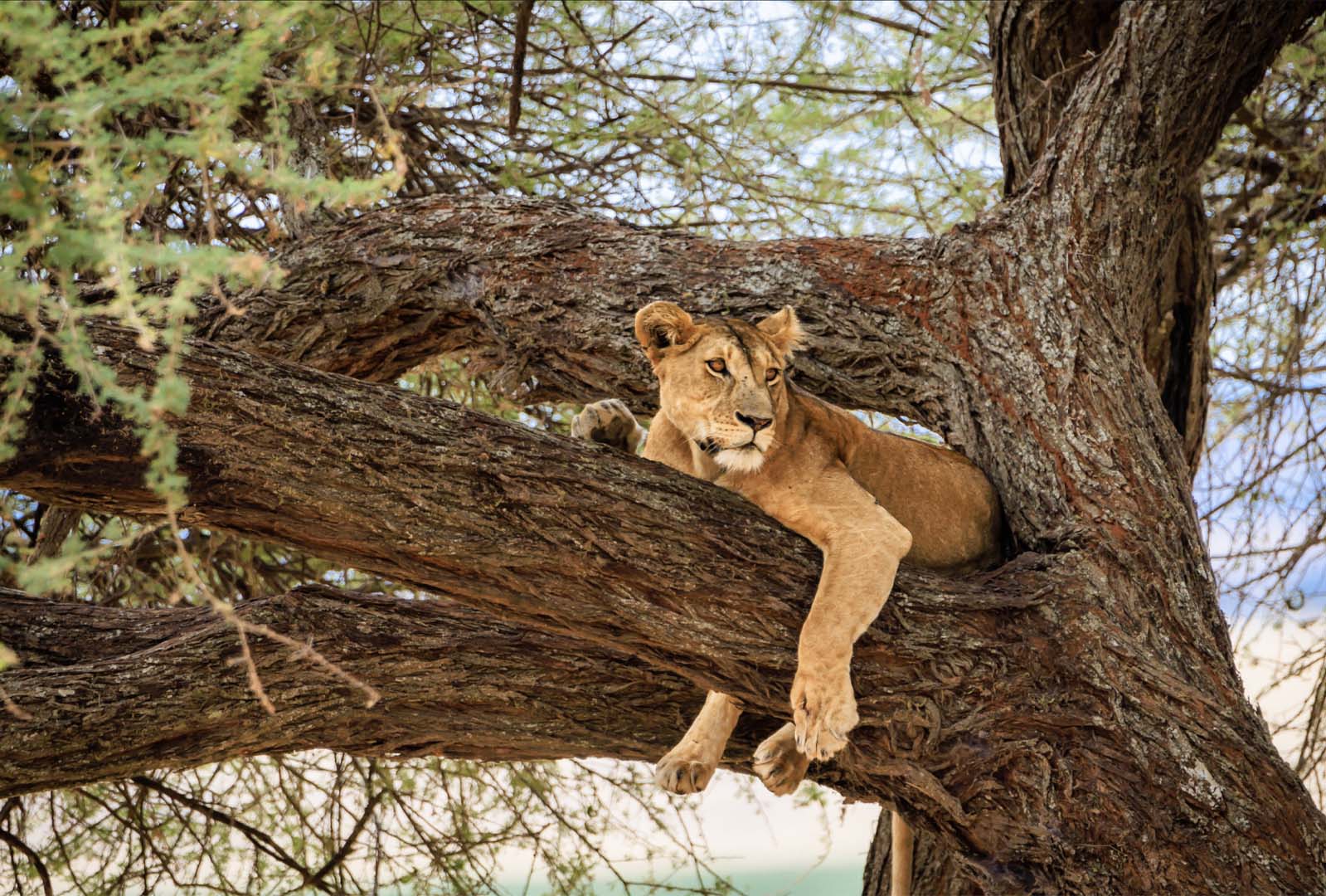 Tree-climbing lions
