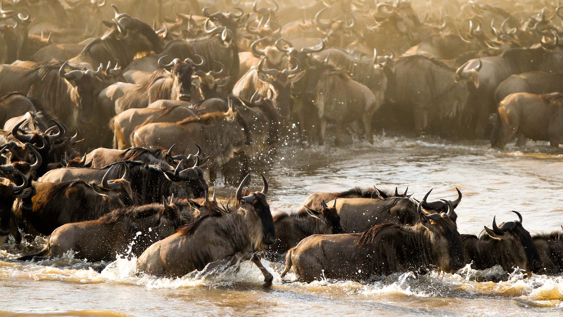 serengeti migration 1